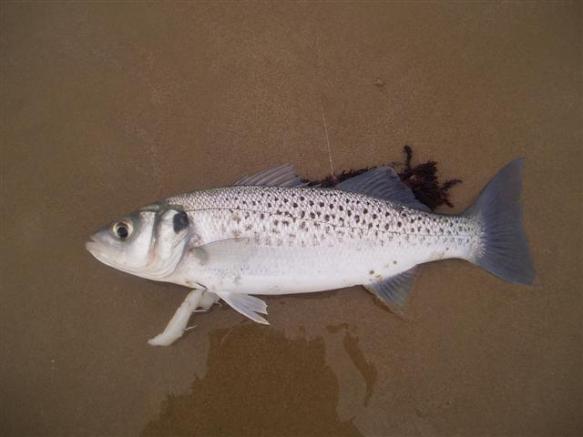 Dicentrarchus punctatus (Bloch, 1792)